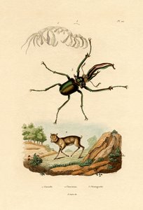 老鼠鹿，1833-39 作者 法语学校